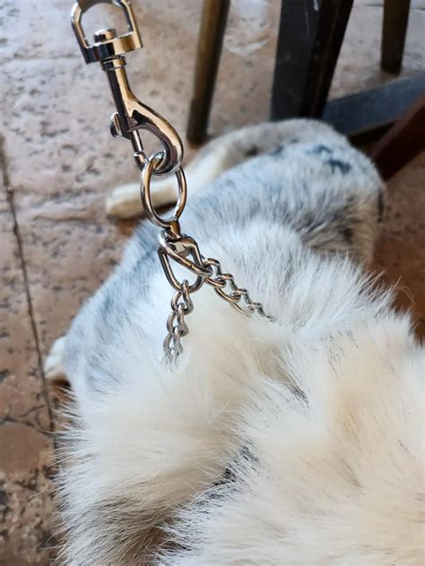 Collares Inteligentes Para Perros Precios Y Beneficios Iccsi