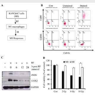 Differentiation Of Raw Cells Into M Macrophages A Schematic