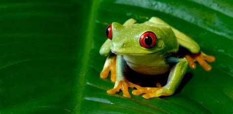 Curiosidades Sorprendentes Sobre Las Ranas Red Eyed Tree Frog