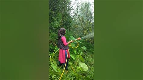 Hill Women Spraying Apple Trees Pahadi Lifestyle Vilog पहाड़ी