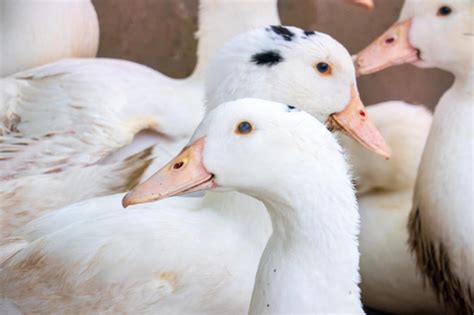 Bandada de gansos domésticos blancos pato del rancho alimentación