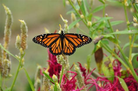 Butterfly Habitat