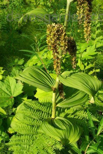 Plantfiles Pictures Green False Hellebore Indian Poke Veratrum