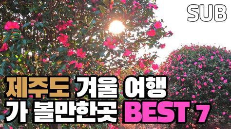 제주도 겨울 여행 꼭 가볼만한 곳 추천 여행지 베스트 7 동백포레스트 서귀다원 신창풍차해안도로 거린사슴전망대 새별오름