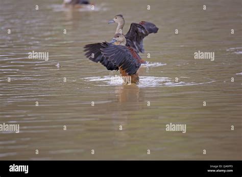 Lesser Whistling Duck Dendrocygna Javanica Also Known As Indian