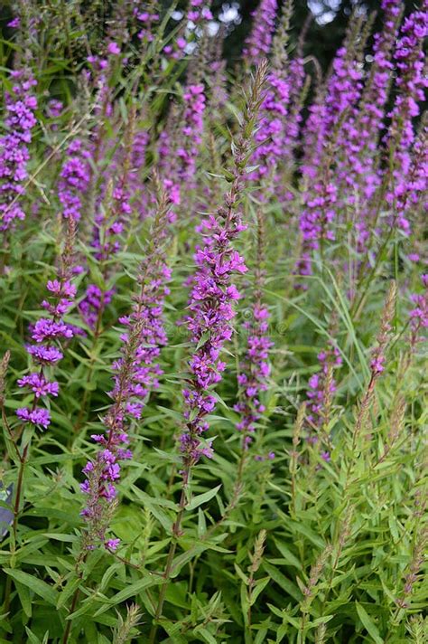 Lythrum Virgatum Wild Plant Stock Photo Image Of Beautiful Lythrum