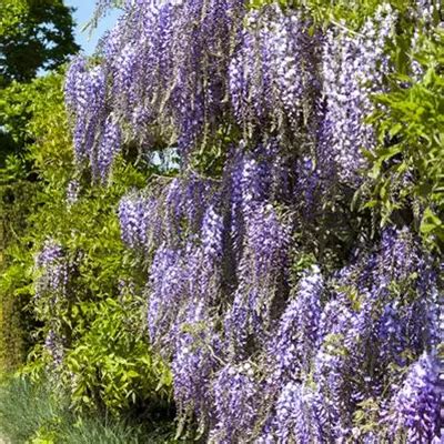 Wisteria Floribunda Issai Collection Japanischer Blauregen