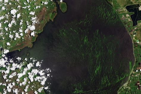 Algae Bloom in Lake Okeechobee