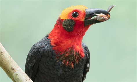 Malaysia selected as Important Bird Area