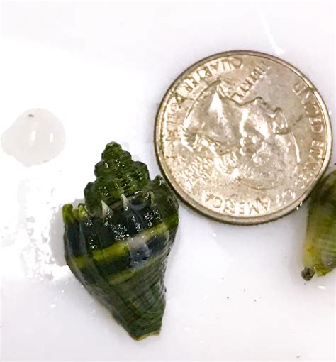 Live Baby Crown Conch Snails For Saltwater Reef Tank Aquariums