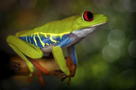 10 Facts About Frogs