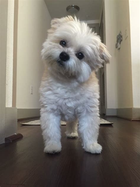 Maltese Shih Tzu Mix Grooming