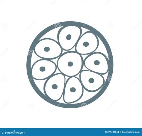 Morula Embryo Cell Consisting Of Cells In A Solid Ball Cartoon