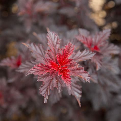 Fireside® Ninebark | Plant Addicts
