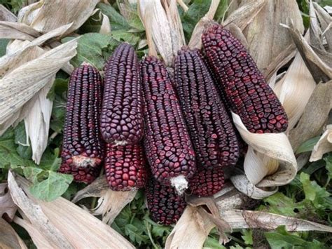 Bloody Butcher Dent Corn Seeds Two Seeds In A Pod