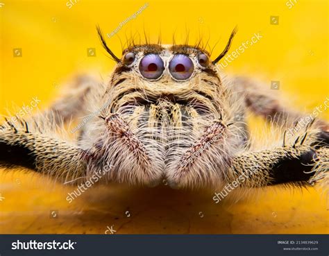 Super Macro Image Jumping Spider Salticidae Stock Photo 2134839629