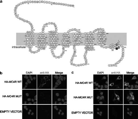 Mc4r K314x Fails To Localize To The Plasma Membrane In Vitro A Download Scientific