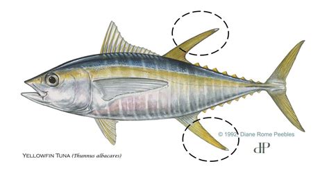 Yellowfin Tuna | FWC