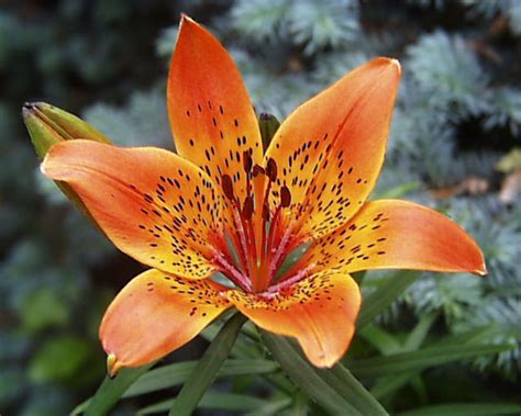 Lilium - Alchetron, The Free Social Encyclopedia