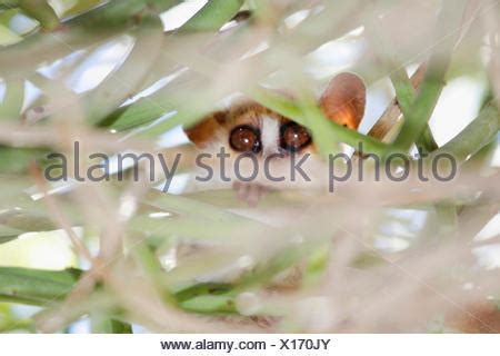 Goodman's mouse lemur (Microcebus lehilahytsara), Analamazaotra Stock Photo - Alamy