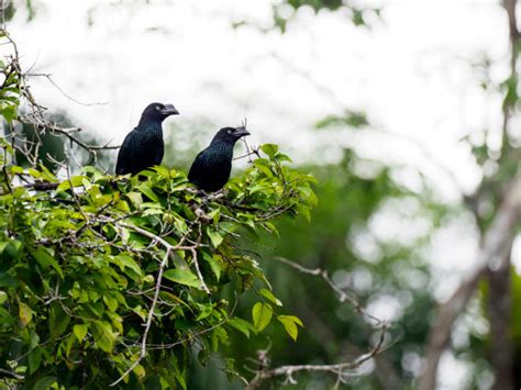 680 Greater Cuckoo Stock Photos Pictures And Royalty Free Images Istock