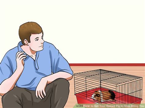 How To Get Your Guinea Pig To Stop Biting You 11 Steps