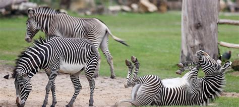 Thüringen Sachsen Zebra An Löwen Verfüttert Zoo Leipzig äußert Sich