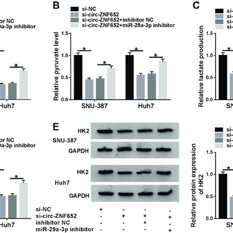 MiR 29a 3p Inhibition Reversed The Impact Of Circ ZNF652 Silencing On