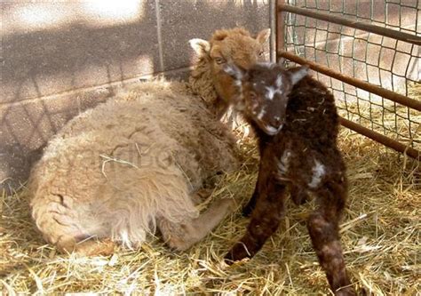 Soay: Lamb Coat Colours in Soay Sheep