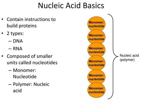 Ppt Nucleic Acids Powerpoint Presentation Free Download Id8765413