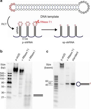 Engineering Periodic ShRNA For Enhanced Silencing Efficacy Molecular