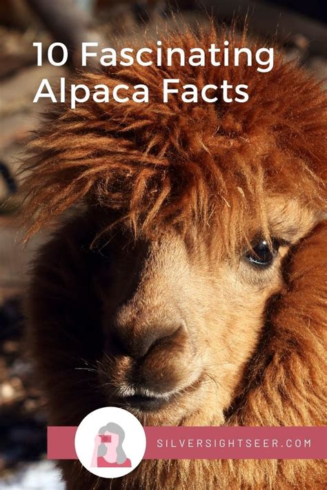 10 cool alpaca facts – Artofit