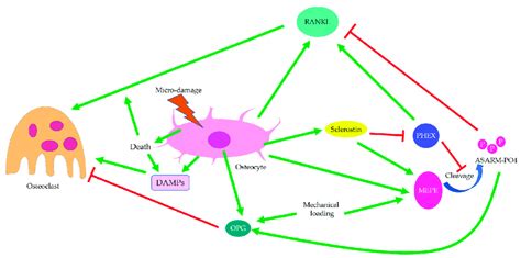 Regulation Of Osteoclasts Osteoclastogenesis Is Regulated Through The Download Scientific