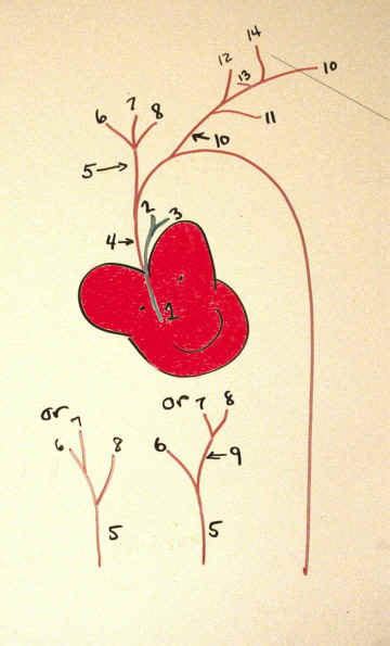 Cat Heart Arteries Diagram Quizlet