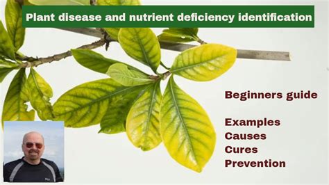 Plant Disease And Nutrient Deficiency Identification Youtube