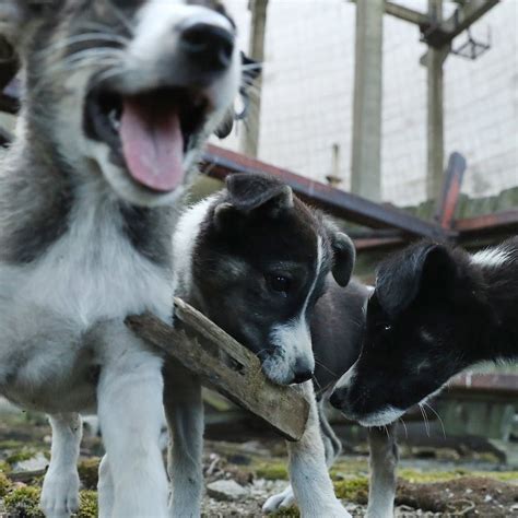 The Radioactive Puppies Of Chernobyl Are Finally Getting The Help They