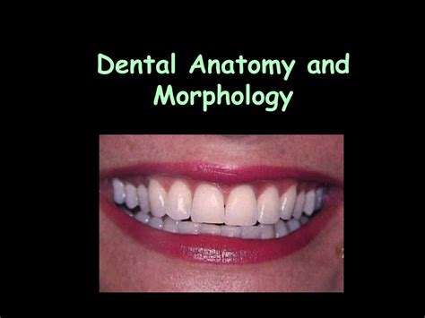 PPT WELCOME To Dental Anatomy And Tooth Morphology RESD 701 701L