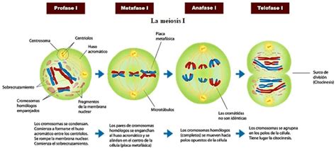 Fases De La Meiosis Tu GuÍa De Aprendizaje