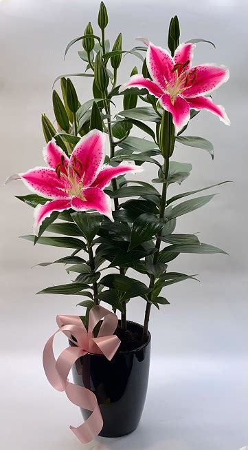 Stargazer Lily Plants in Tulsa, OK | Mrs. DeHaven's Flower Shop