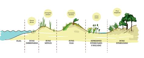 Los Sistemas Dunares Ecosistema Litoral