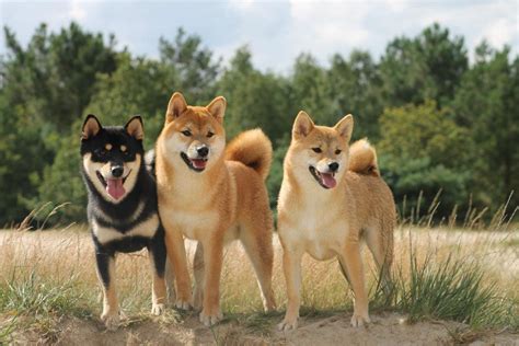 The 159 Most Popular (& Cute) Shiba Inu Names