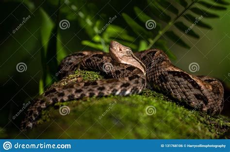 Fer-de-lance Viper, Terciopelo Viper, Tropical Rainforest, Costa Rica Royalty-Free Stock ...