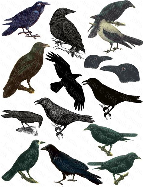 Crow Raven Blackbird