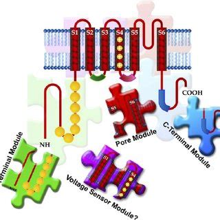 Modular Nature Of Thermotrps Because Of Their Putative Membrane