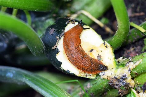 Wie Haferflocken Gegen Schnecken Im Garten Helfen