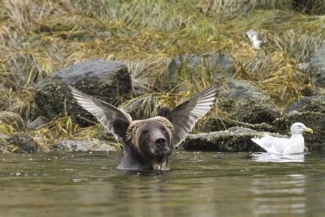 14 Hysterical Winners From This Years Comedy Wildlife Photography