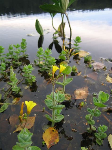 Florevirtuelle Free Fr Hypericum Elodes Millepertuis Des Marais