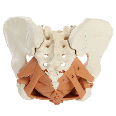 Rudiger Anatomie Female Pelvis Model With Iliac And Pelvic Floor