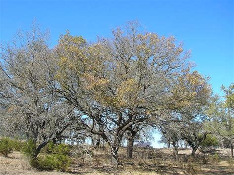 Prevent Oak Wilt By Cutting Out Pruning February Through June