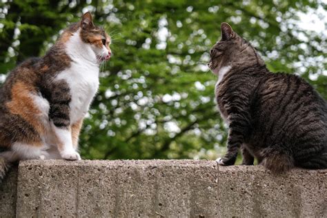 Two Cats Facing Each Other On Concrete Fence Free Image Peakpx